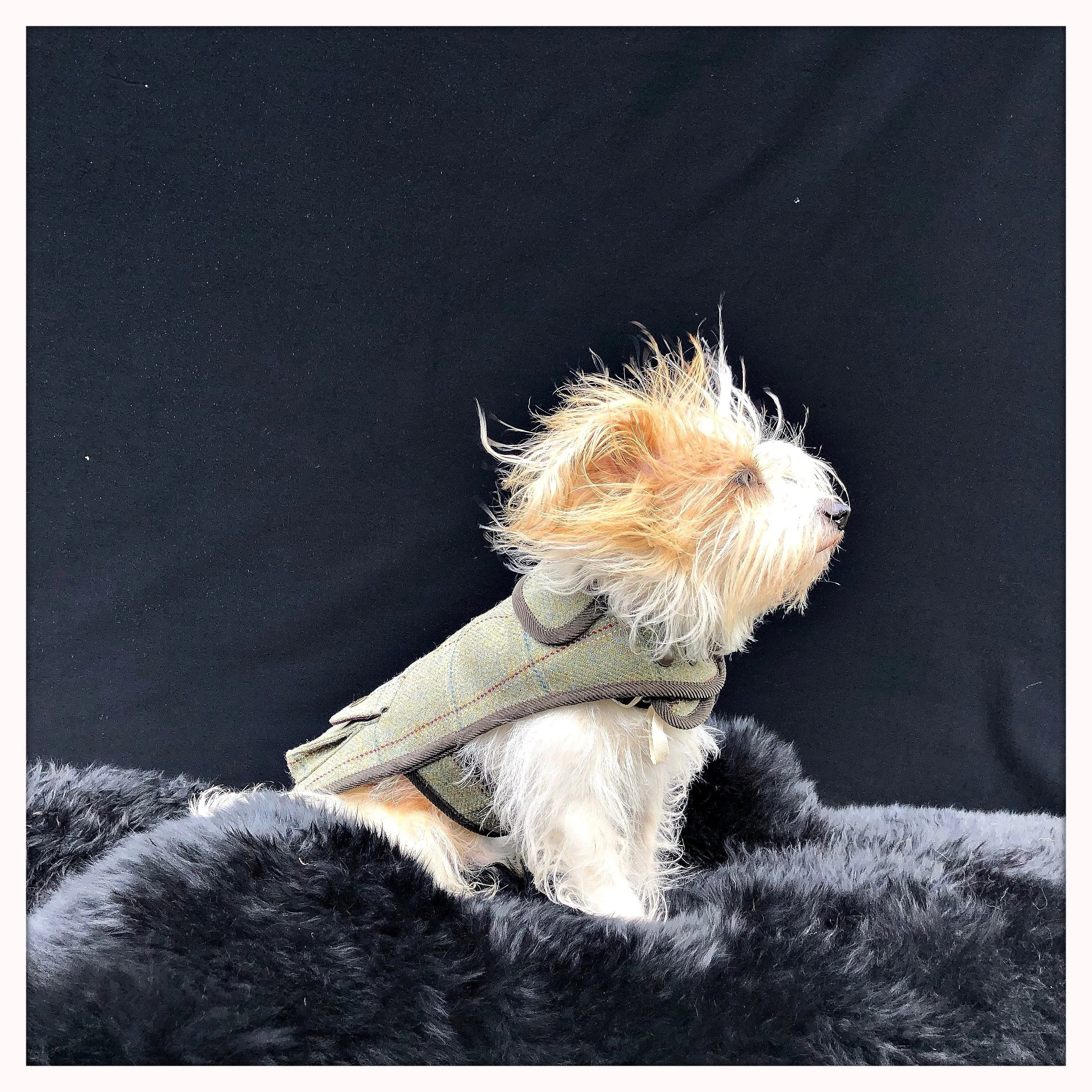 Chadwick Tweed Luxury Designer Dog Jacket