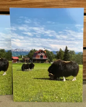 Musk Ox Folder