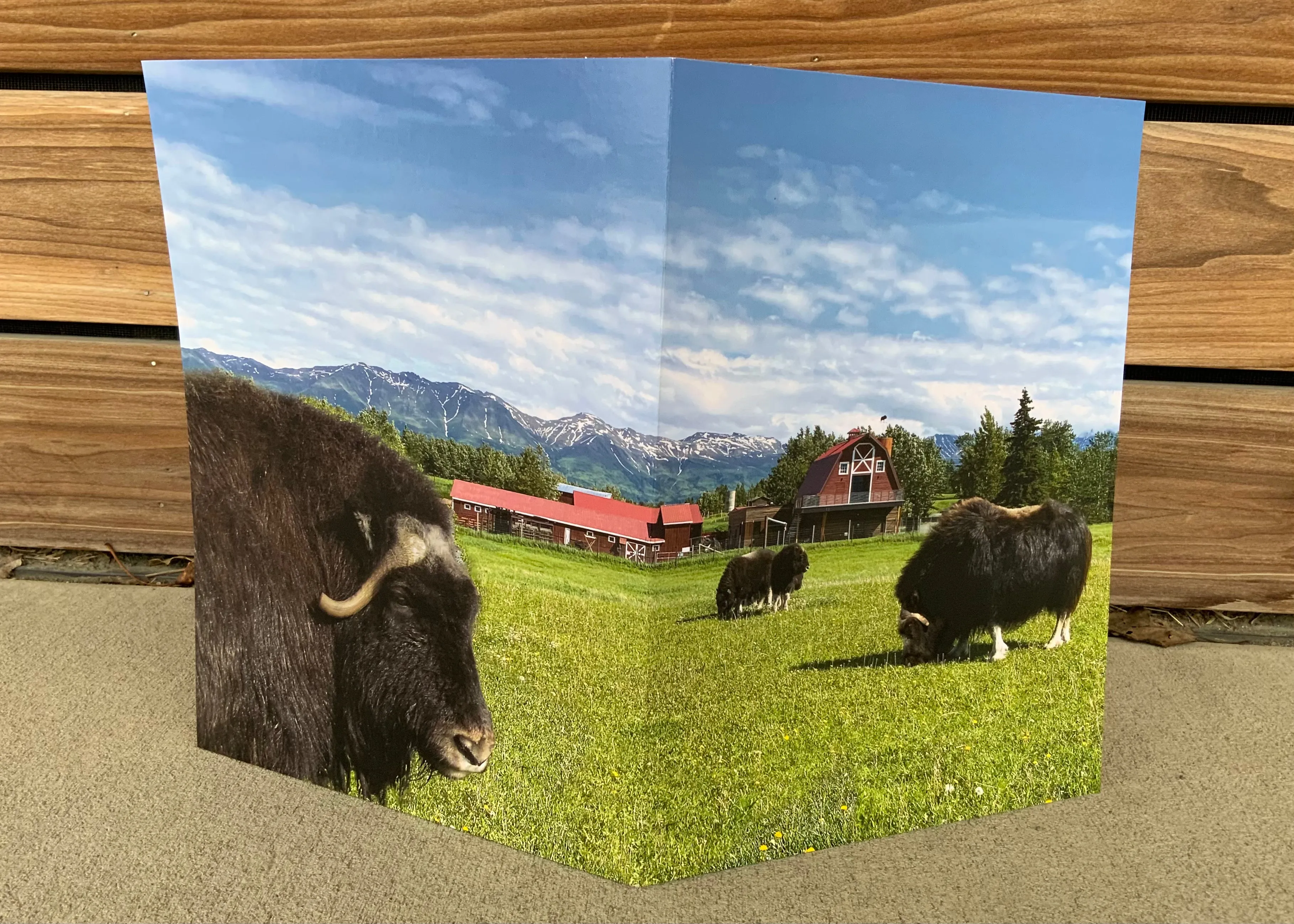 Musk Ox Folder