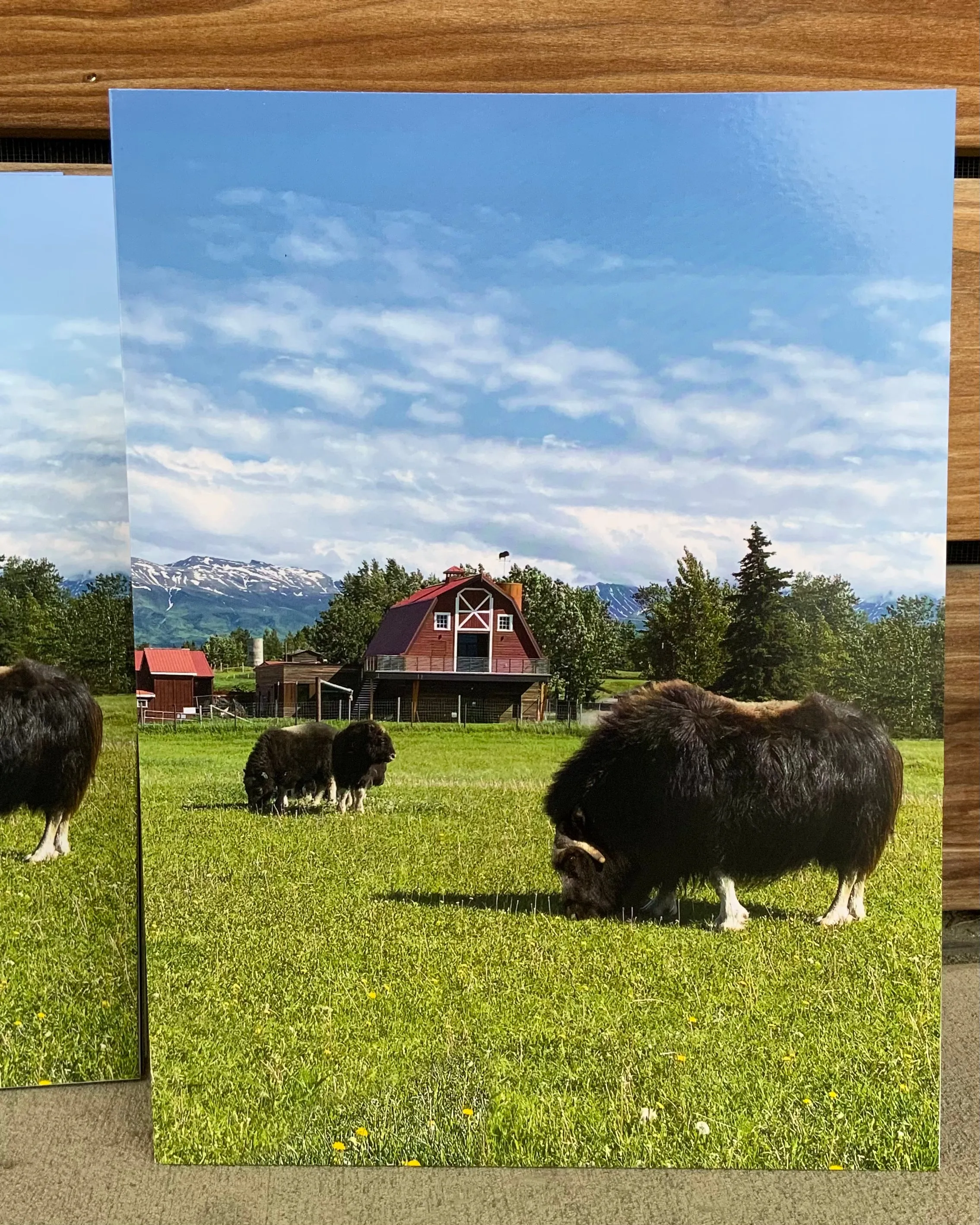 Musk Ox Folder