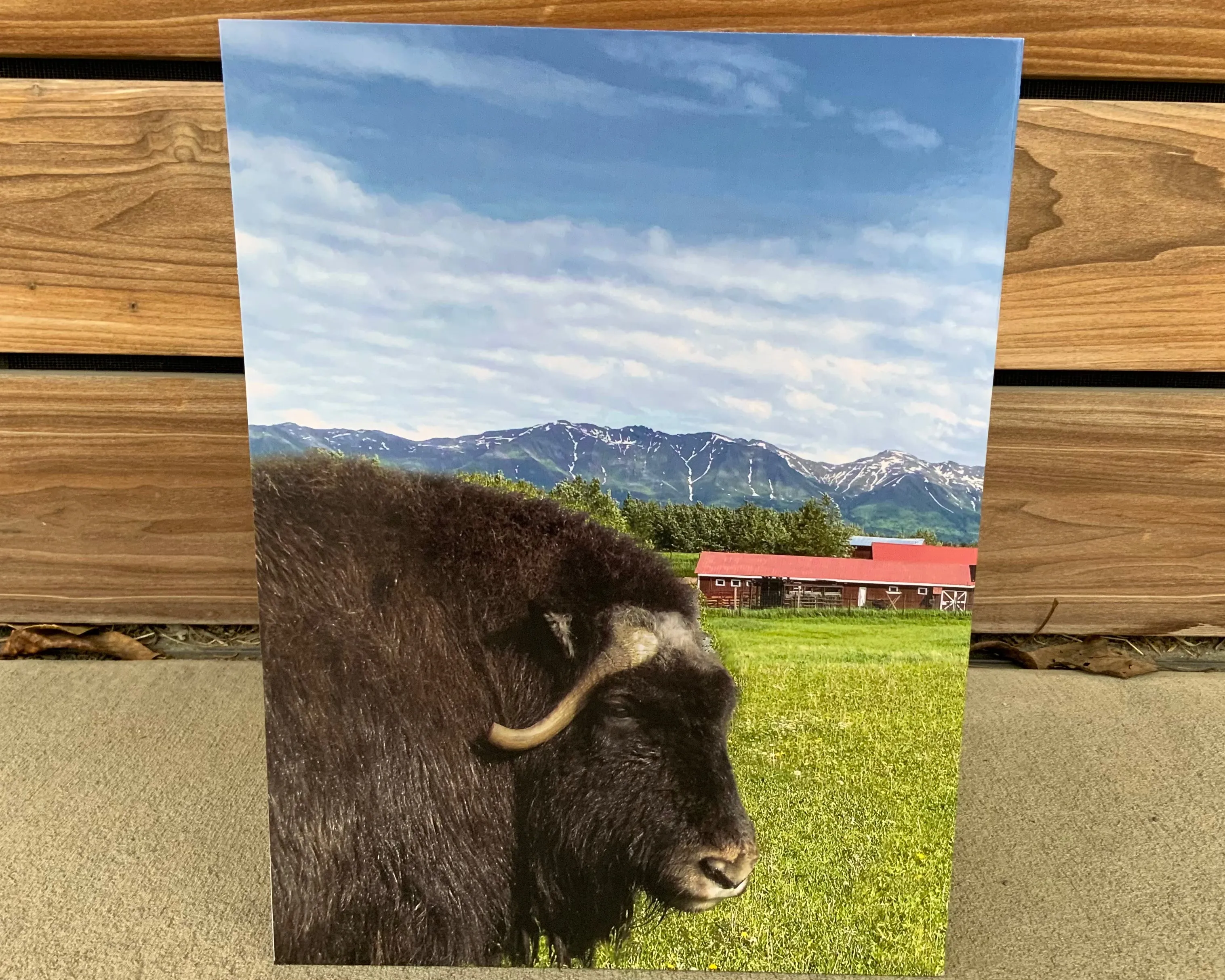 Musk Ox Folder